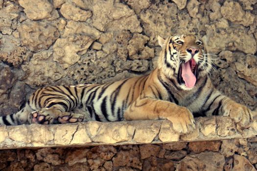 PAKISTAN, Karachi: A tiger braves the scorching heat wave on September 20, 2015 by taking a dip at the Zoological Garden in Karachi, Pakistan.