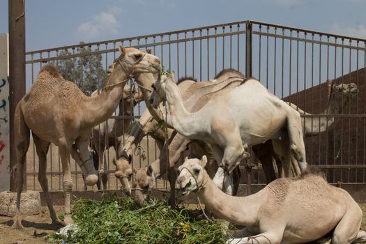 EGYPT, Cairo: Preparations for the upcoming Eid al-Adha festival take place at the main camel market in Cairo, Egypt on September 20, 2015. Also known as the Festival of Sacrifice, the three-day holiday marks the end of the annual pilgrimage to Mecca and commemorates the willingness of the Prophet Ibrahim (Abraham to Christians and Jews) to sacrifice his son, Ismail, on God's command.