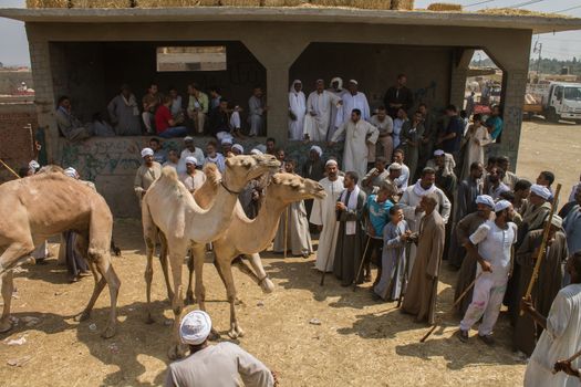 EGYPT, Cairo: Preparations for the upcoming Eid al-Adha festival take place at the main camel market in Cairo, Egypt on September 20, 2015. Also known as the Festival of Sacrifice, the three-day holiday marks the end of the annual pilgrimage to Mecca and commemorates the willingness of the Prophet Ibrahim (Abraham to Christians and Jews) to sacrifice his son, Ismail, on God's command.