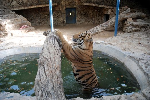 PAKISTAN, Karachi: A tiger braves the scorching heat wave on September 20, 2015 by taking a dip at the Zoological Garden in Karachi, Pakistan.