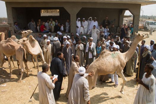 EGYPT, Cairo: Preparations for the upcoming Eid al-Adha festival take place at the main camel market in Cairo, Egypt on September 20, 2015. Also known as the Festival of Sacrifice, the three-day holiday marks the end of the annual pilgrimage to Mecca and commemorates the willingness of the Prophet Ibrahim (Abraham to Christians and Jews) to sacrifice his son, Ismail, on God's command.