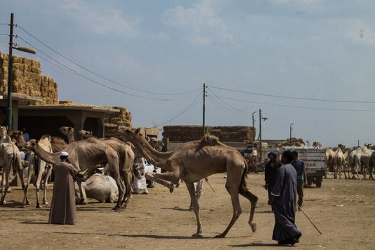 EGYPT, Cairo: Preparations for the upcoming Eid al-Adha festival take place at the main camel market in Cairo, Egypt on September 20, 2015. Also known as the Festival of Sacrifice, the three-day holiday marks the end of the annual pilgrimage to Mecca and commemorates the willingness of the Prophet Ibrahim (Abraham to Christians and Jews) to sacrifice his son, Ismail, on God's command.