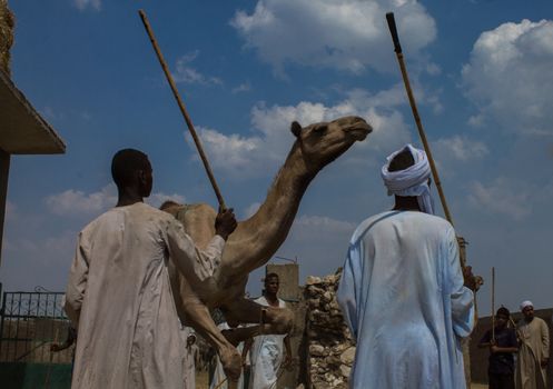 EGYPT, Cairo: Preparations for the upcoming Eid al-Adha festival take place at the main camel market in Cairo, Egypt on September 20, 2015. Also known as the Festival of Sacrifice, the three-day holiday marks the end of the annual pilgrimage to Mecca and commemorates the willingness of the Prophet Ibrahim (Abraham to Christians and Jews) to sacrifice his son, Ismail, on God's command.