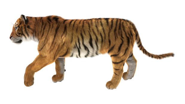 3D digital render of a tiger walking isolated on white background