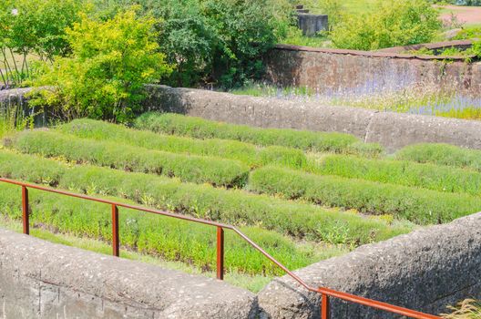 Various plants in a farmhouse, herb, vegetable and flower garden