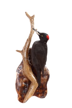 effigy of a black woodpecker on a dry snag