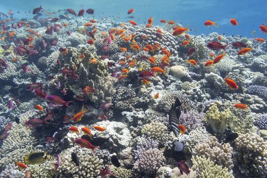 colorful coral reef with exotic fishes at the bottom of tropical sea