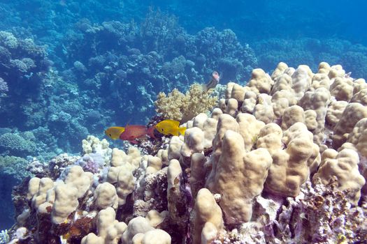 Coral reef with porites corals at the bottom of tropical sea, underwater