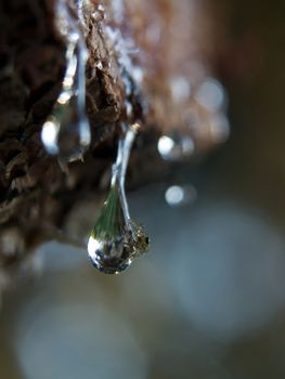 A spider stuck in the soft rosin resins.