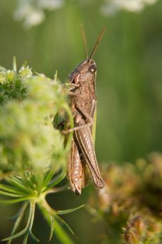 Short-necked mantis (Dociostaurus brevicollis) heading fields.