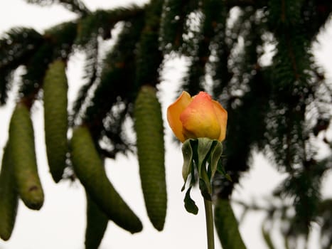Yellow roses and pine cones hanging from the tree.