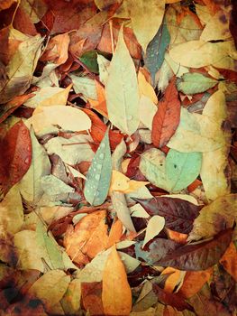 Withered dry leaves in raindrops. Autumn background.