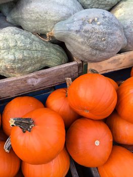 Blue Hubbard squashes and Pie pumpkins at the autumn market.