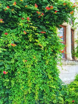 Facade of an old building covered with blooming green ivy.