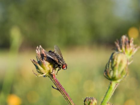 The common blowfly (Sarcophaga carnaria) in the field.