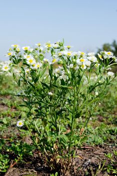 The autumn field daisy fleabane (Stenactis annua) opens.