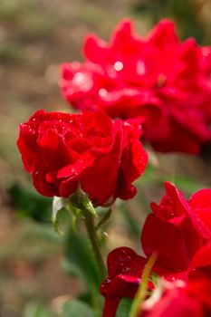 The red rose is filled with water droplets.