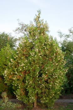 The Thuja tree is full of immature harvest.