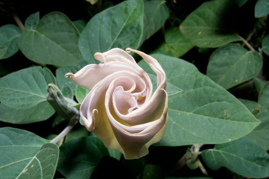 The white trumpet-shaped flower bud interesting spiral.