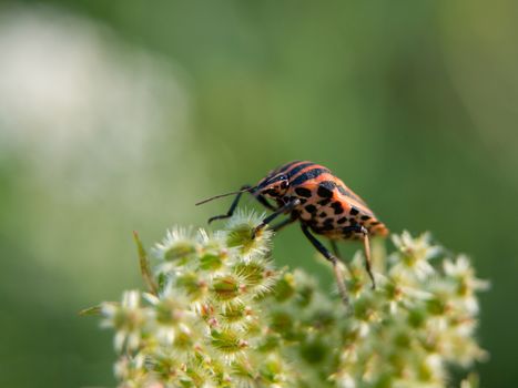 The graphosoma lineatum (Graphosoma lineatum) nir�gokon the field.