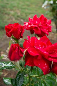 The red rose is filled with water droplets.