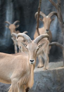 Barbary sheep (Ammotragus lervia) standing on the rock