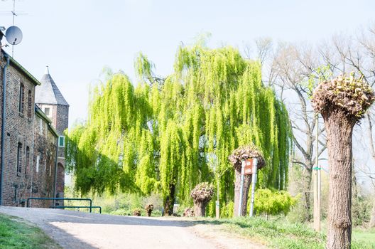 Beautiful large weeping willow outside the city walls of Zons am Rhein, Germany.