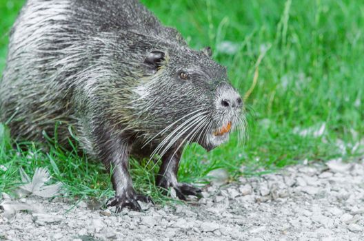 

The Nutria (Myocastor coypus) also Coypu, water rat, coypu, nutria, beaver tail or tail of rat called.