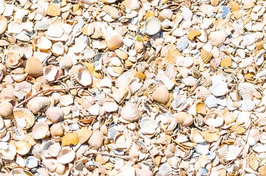 Shells on the beach. Ideal as a background image on the desktop
