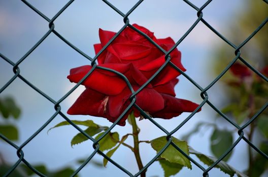Red rose imprisoned
