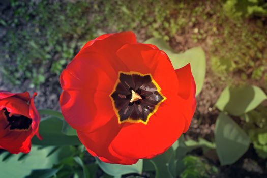 Large beautiful red tulip on a lawn in a garden. It is photographed by a close up.