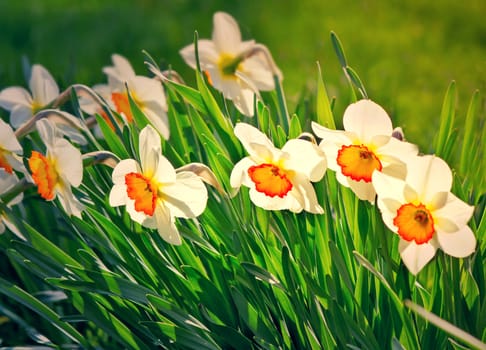 Large beautiful narcissuses blossom on a green lawn in a sunny day.