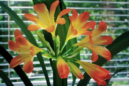 Beautiful inflorescence of large orange - yellow flowers of Amaryllis with dark green leaves on the background of a window with white blinds.