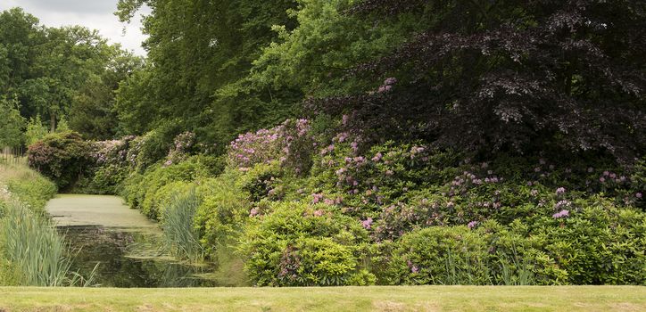 english garden with Rhododendron plants and flowers