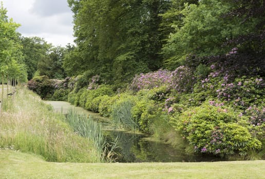 english garden with Rhododendron plants and flowers