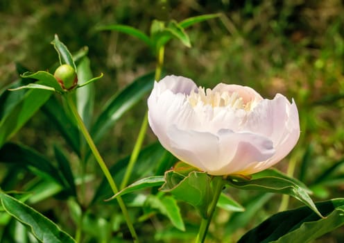 The beautiful large white peony blossoming in a garden among the green leaves, is photographed by a close up.