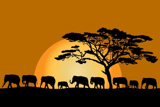 Herd of African elephants silhouettes at sunset