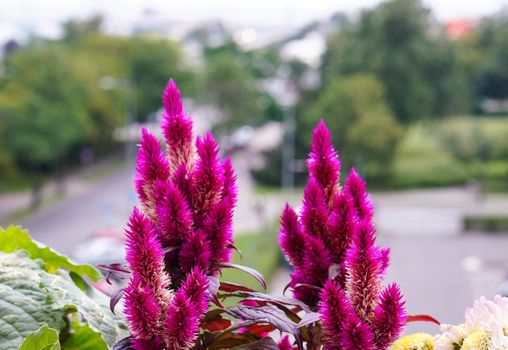 Pink flowers at a balcony 