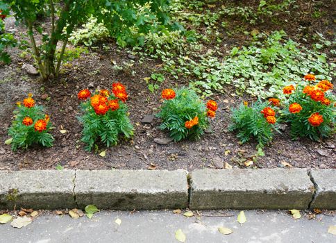 Row of planted tagetes flowers