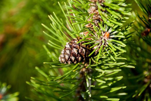 pine cone on a green branch lit by the sun