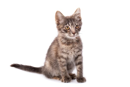 Studio portrait of adorable young grey kitten