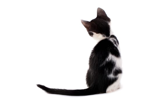 Studio shot of adorable young black and white kitten from back