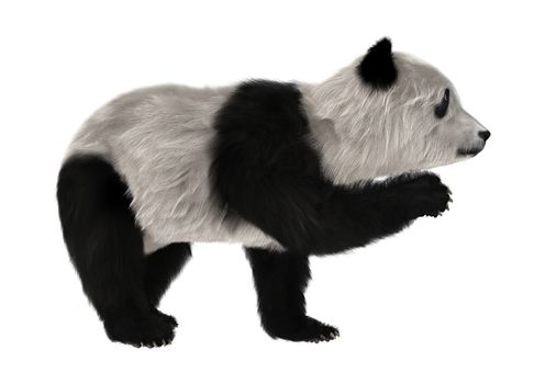 3D digital render of a panda bear cub isolated on white background