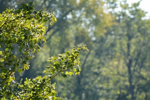 Tree leaves with green bokeh background