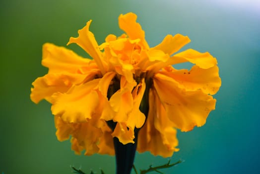 Yellow merigod flower with green and blue background