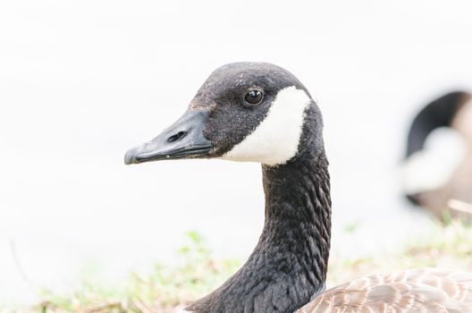 Close-up, head and neck of a wild goose, greylag goose.