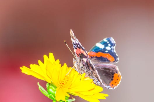 Beautiful colorful butterfly resting on a flower