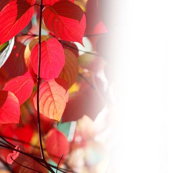 Tree branch with beautiful red autumn leaves, white copy space