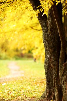 Colorful foliage in the autumn park in sunny day