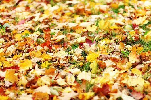 Beautiful colorful autumn maple leaves on ground, close-up